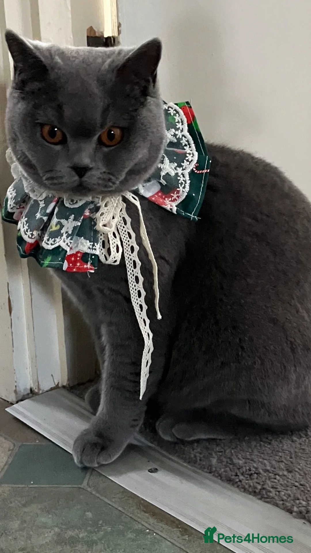 British Shorthair cats for sale: Beautiful British Shorthair kittens available  - Advert 1