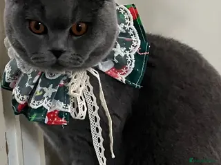 British Shorthair cats Beautiful British Shorthair kittens available - Advert 14