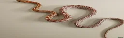 Corn Snake reptiles for sale: Corn Snakes Available UKCB25 - Advert 7