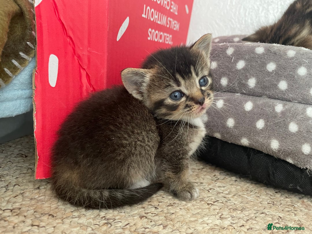 Munchkin cats for sale: Munchkin kittens for sale - Image 15