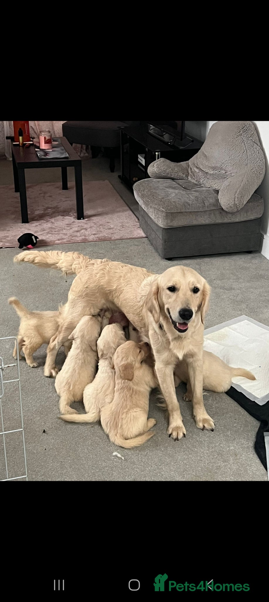 Golden Retriever dogs Beautiful golden retreivers  - Advert 3