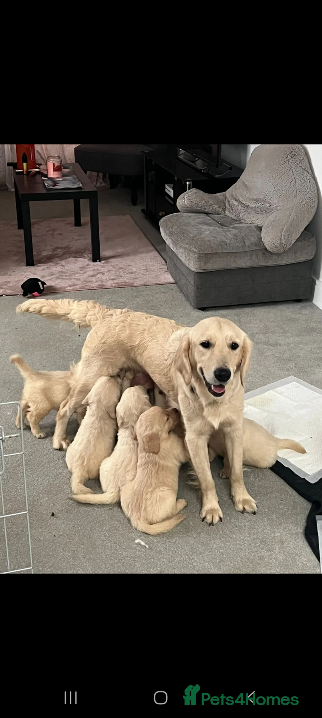 Golden Retriever dogs for sale: Beautiful golden retreivers  - Advert 1