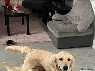 Golden Retriever dogs Beautiful golden retreivers - Advert 3