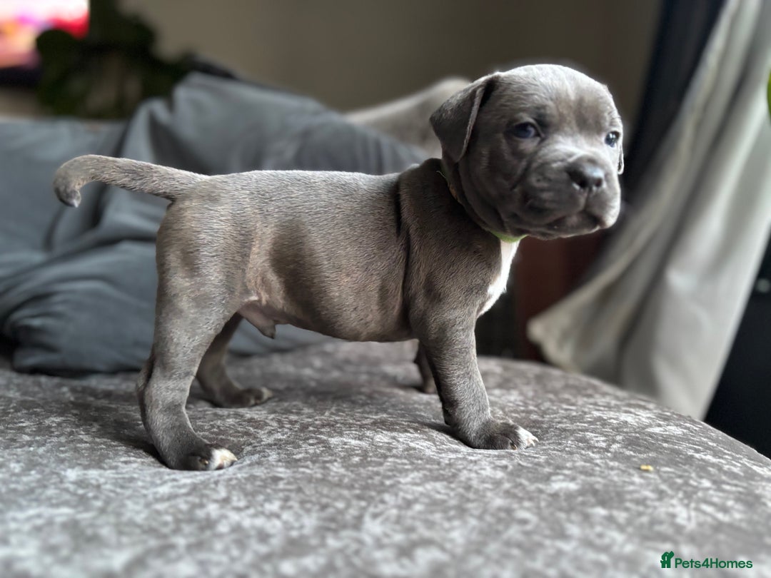 Staffordshire Bull Terrier dogs for sale: Quality Blue Health Tested  - Advert 29