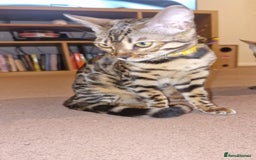 Bengal cats for sale:  🌟 Stunning Bengal Kittens  🌟 🥰🥰 - Image 11
