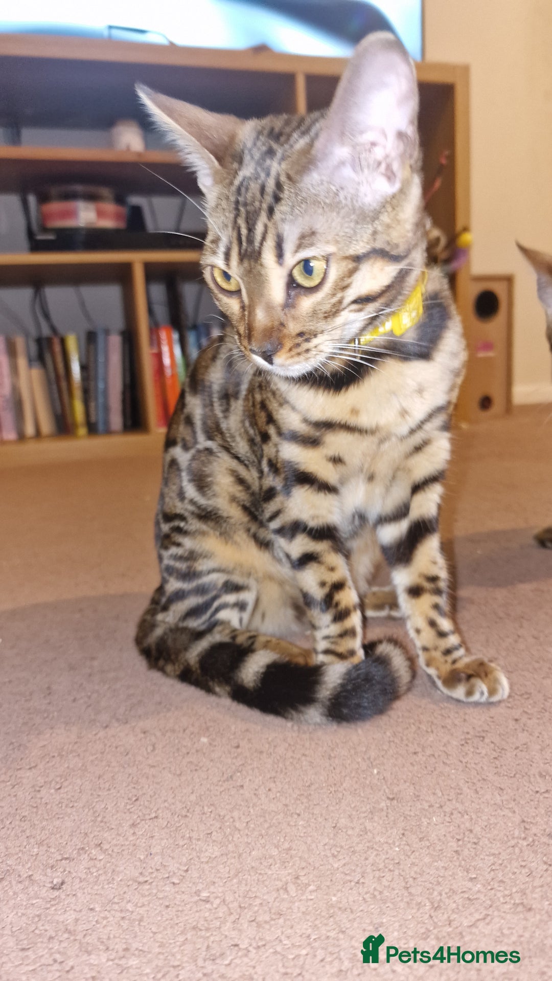 Bengal cats for sale:  🌟 Stunning Bengal Kittens  🌟 🥰🥰 - Image 11