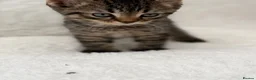Mixed Breed cats for sale: Tabby male kittens  - Advert 2