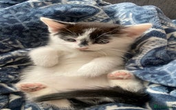 Mixed Breed cats for sale: beautiful kittens❤️ - Image 4
