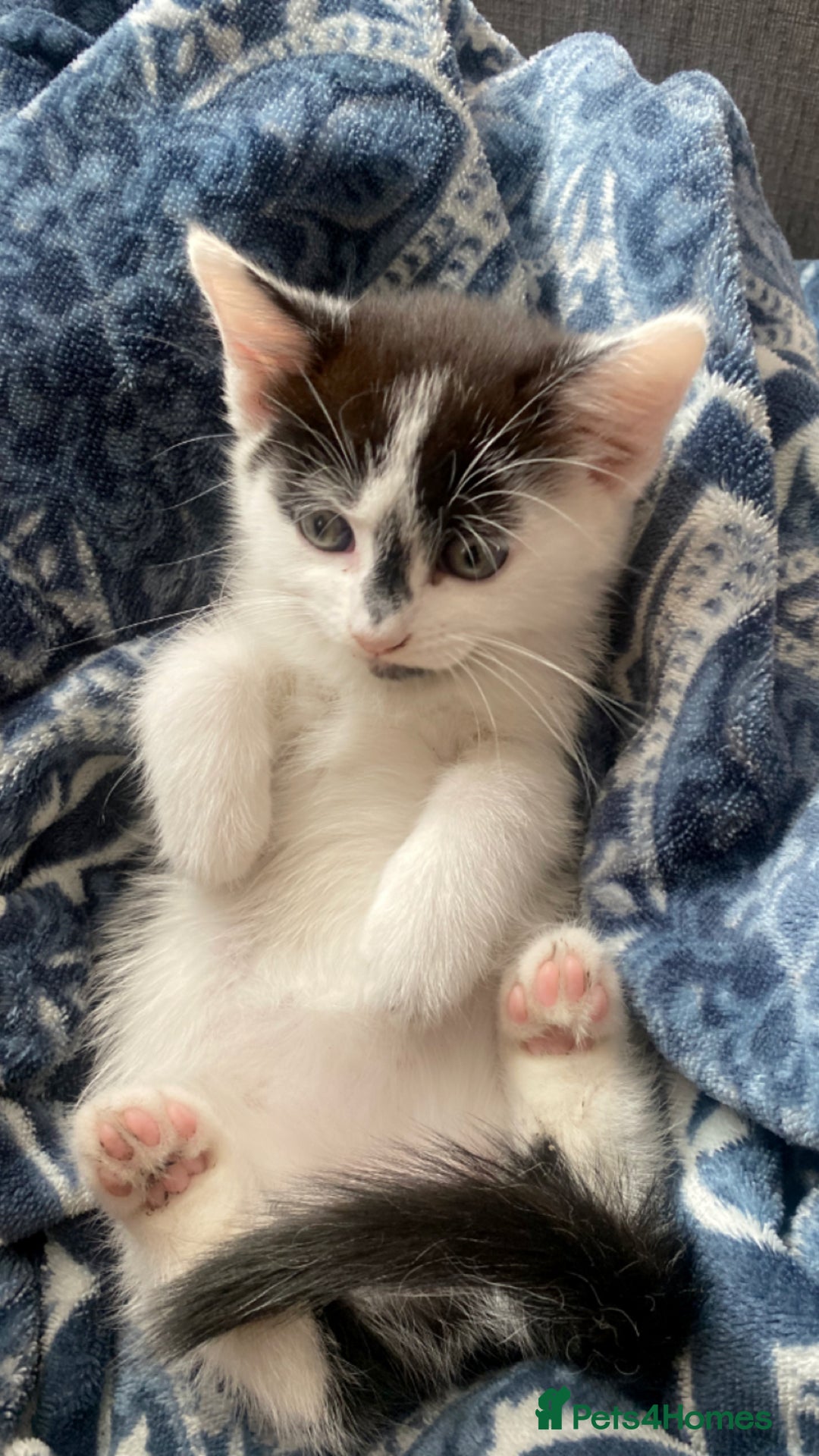 Mixed Breed cats for sale: beautiful kittens❤️ - Image 4