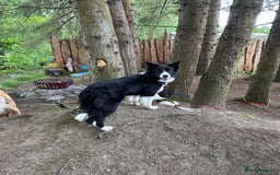 Border Collie dogs for sale: Bam & Flo - Image 7