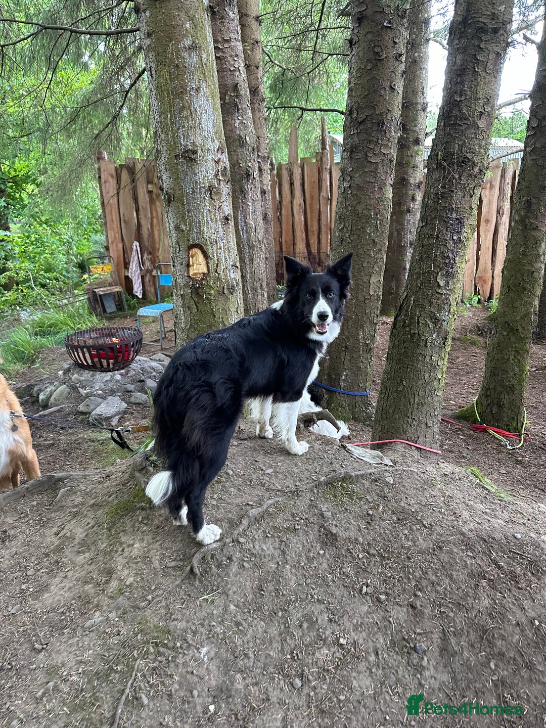 Border Collie dogs for sale: Bam & Flo - Image 7