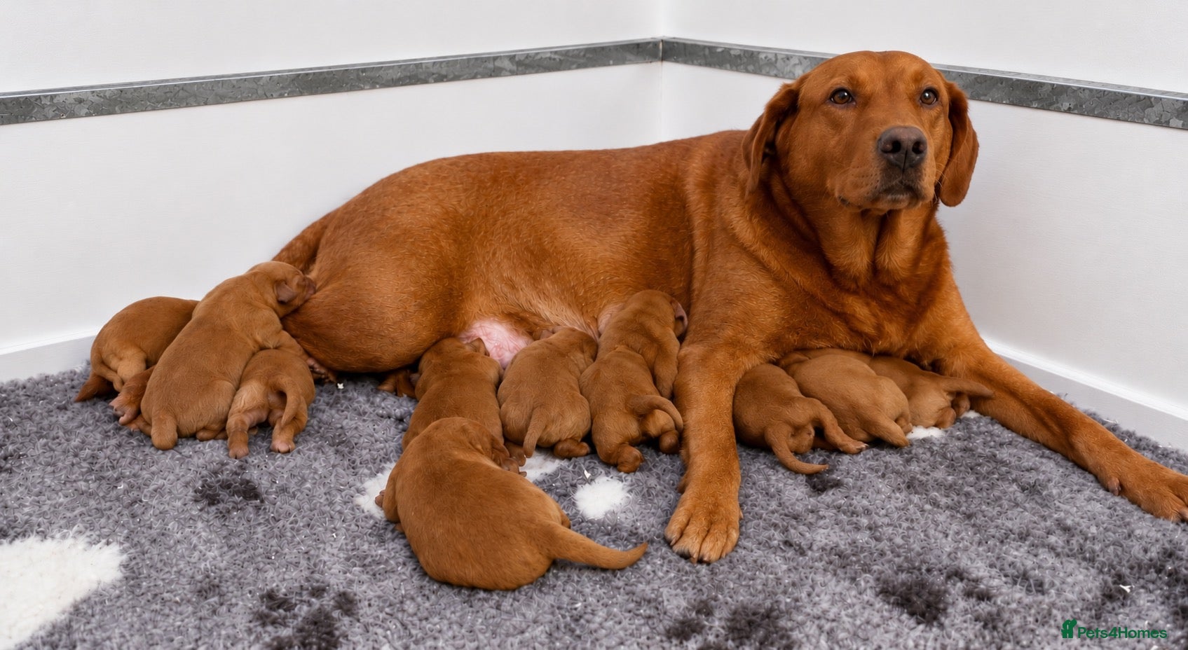 Labrador Retriever dogs KC Reg Dark Fox Red Labrador Puppies Health Tested - Advert 5