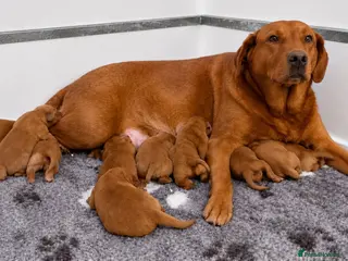 Labrador Retriever dogs KC Reg Dark Fox Red Labrador Puppies Health Tested - Advert 2