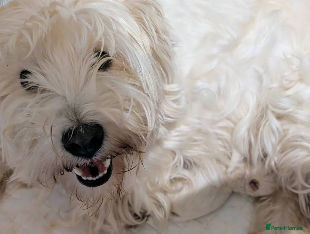 West Highland Terrier dogs for sale: Amazing westie girl looking for a new family.  - Advert 3