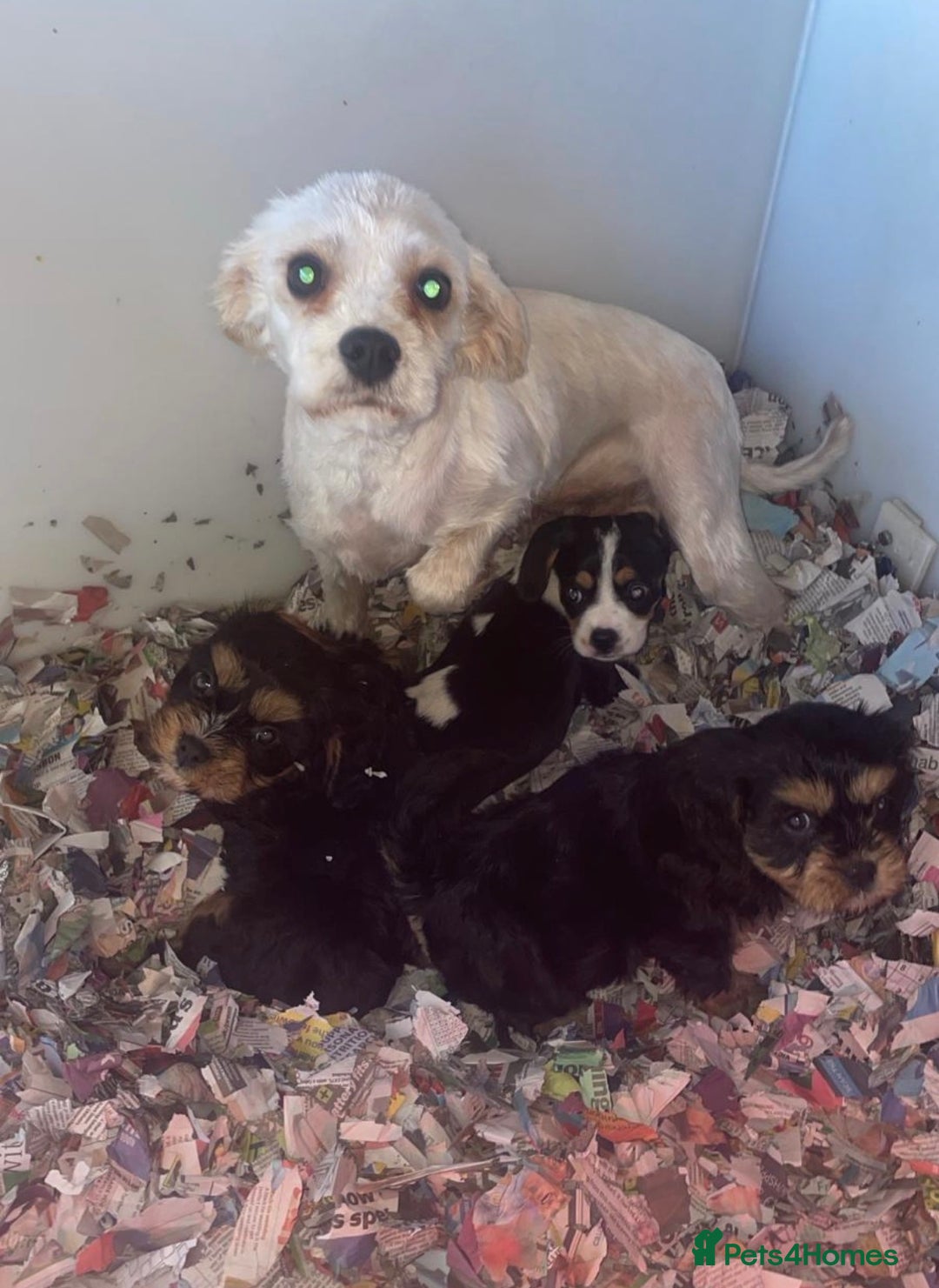 Cavapoo dogs for sale: cavapoo puppy's  - Advert 10