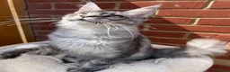Maine Coon cats for sale: Active TICA registered Maine Coon female girl nice - Advert 3