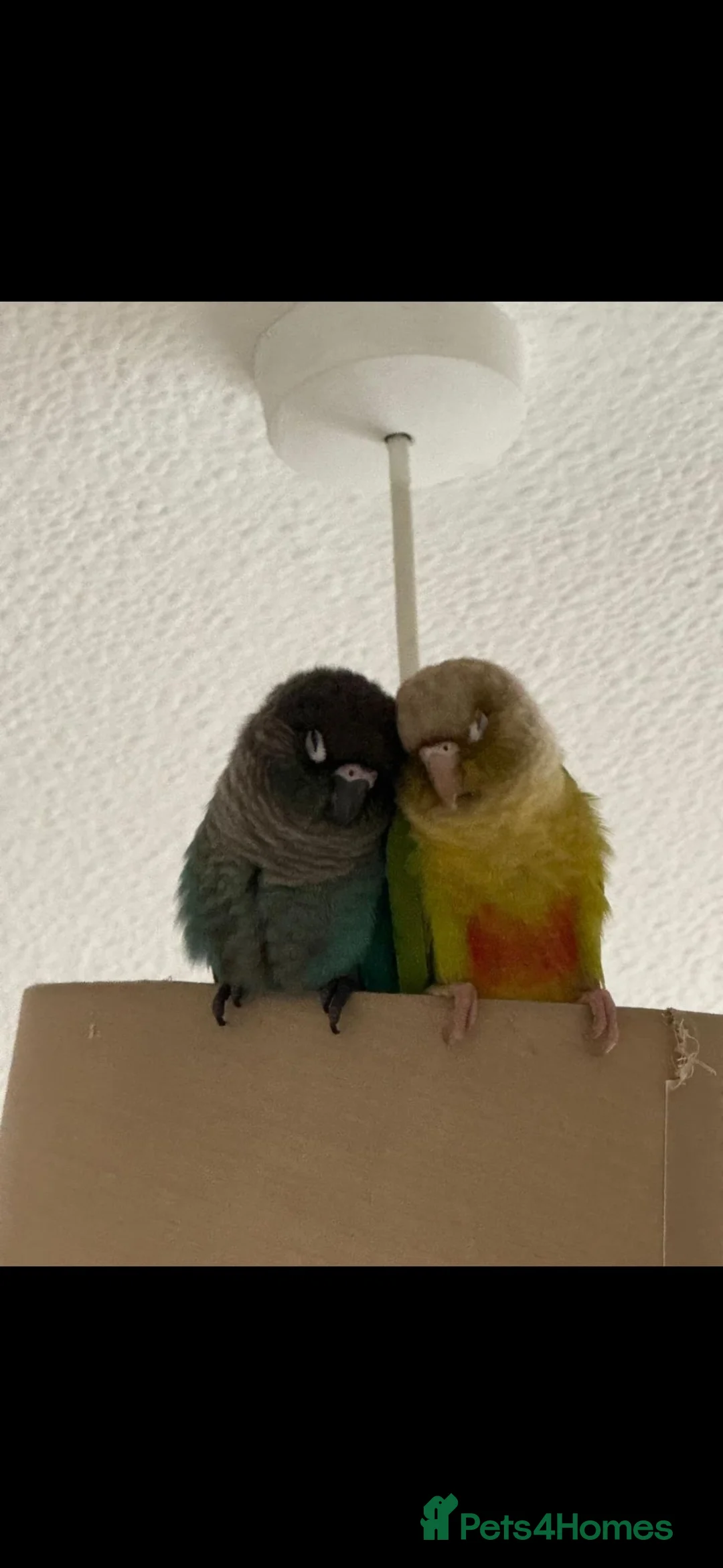Conures birds for sale: 🦜 Bonded Pair of Green Cheek Conures – £650 🦜 - Advert 2
