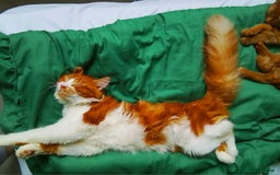 Mixed Breed cats for sale: Cats 🥰 - Image 3