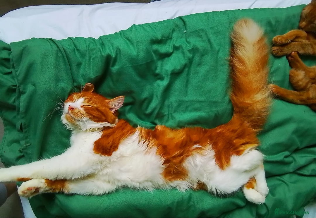 Mixed Breed cats for sale: Cats 🥰 - Image 3