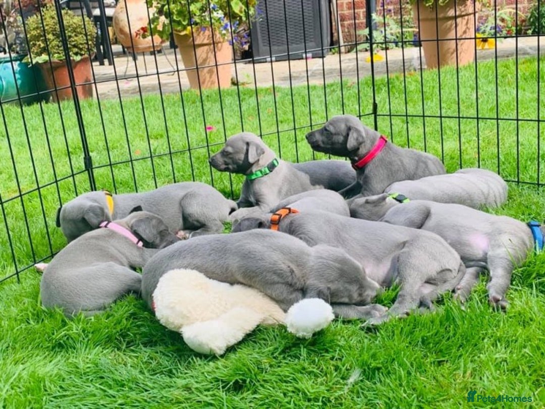 Whippet dogs for stud: BLUE PEDIGREE KC REGISTERED WHIPPET AT STUD in Salisbury - Image 12
