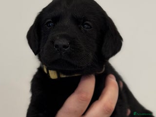 Labrador Retriever dogs STUNNING HEALTH TESTED WORKING LINE LABS FOR SALE - Advert 5