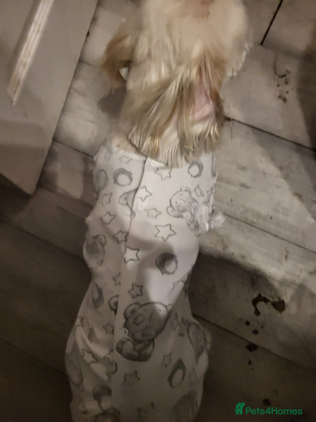 Shih Tzu dogs for sale: Female shih tzu  - Advert 3