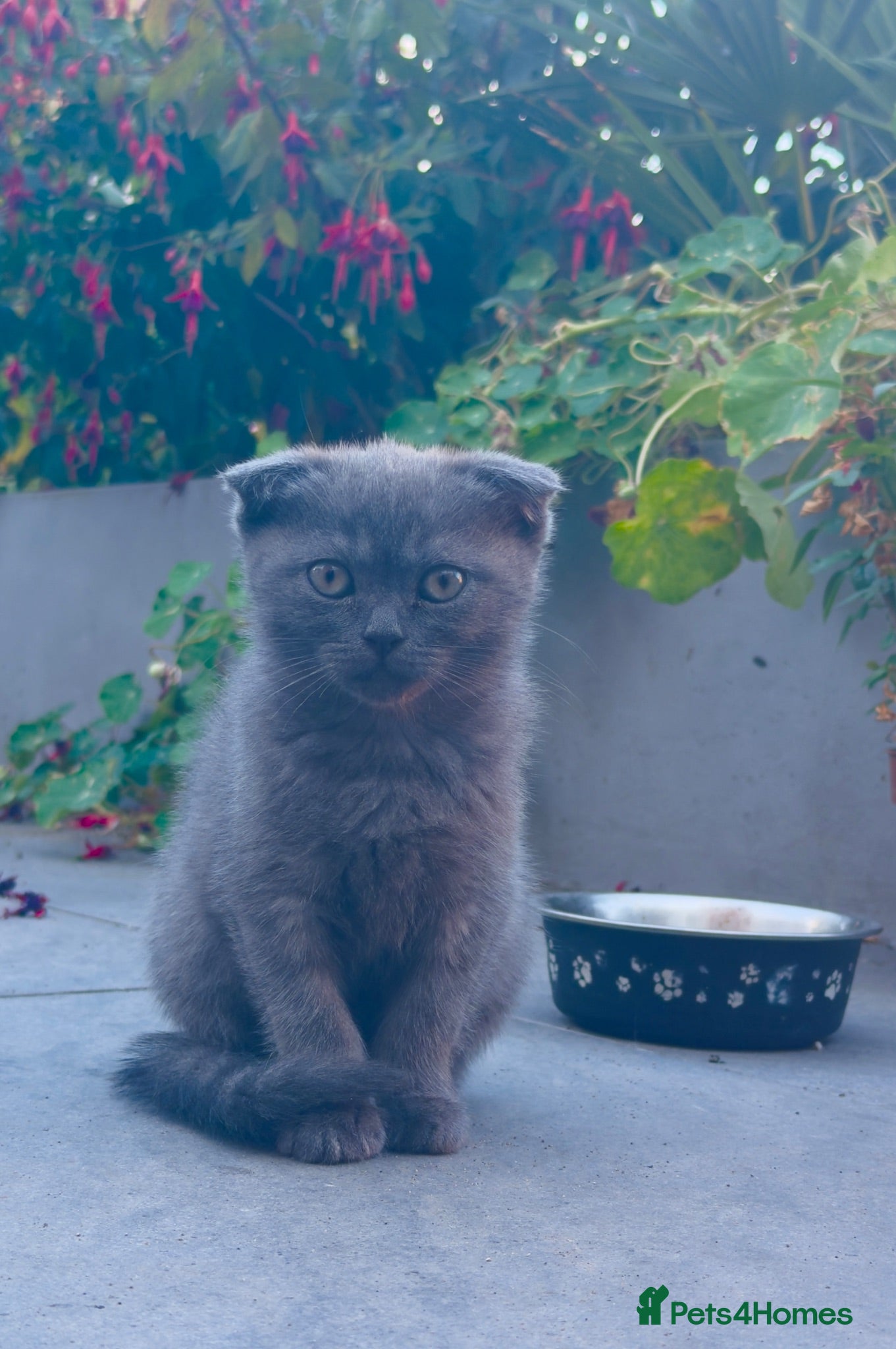 Scottish Fold cats Last  girls ❤️Lovely scotish kittens💕💕💕 - Advert 2
