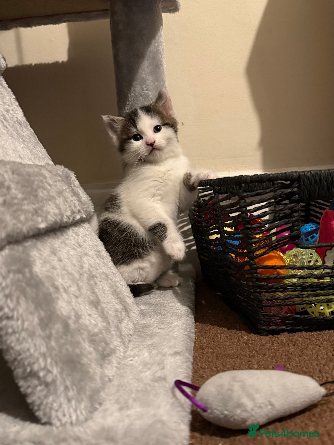 British Shorthair cats for sale: Three adorable kittens ready 10th jan 2026 - Advert 6