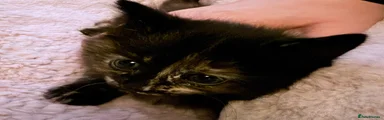 Mixed Breed Kitten 1