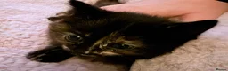 Mixed Breed cats for sale: Female kitten for sale  - Advert 1