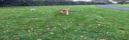 Labrador Retriever dogs for sale: 14 month old intact male labrador  in Emsworth - Advert 2