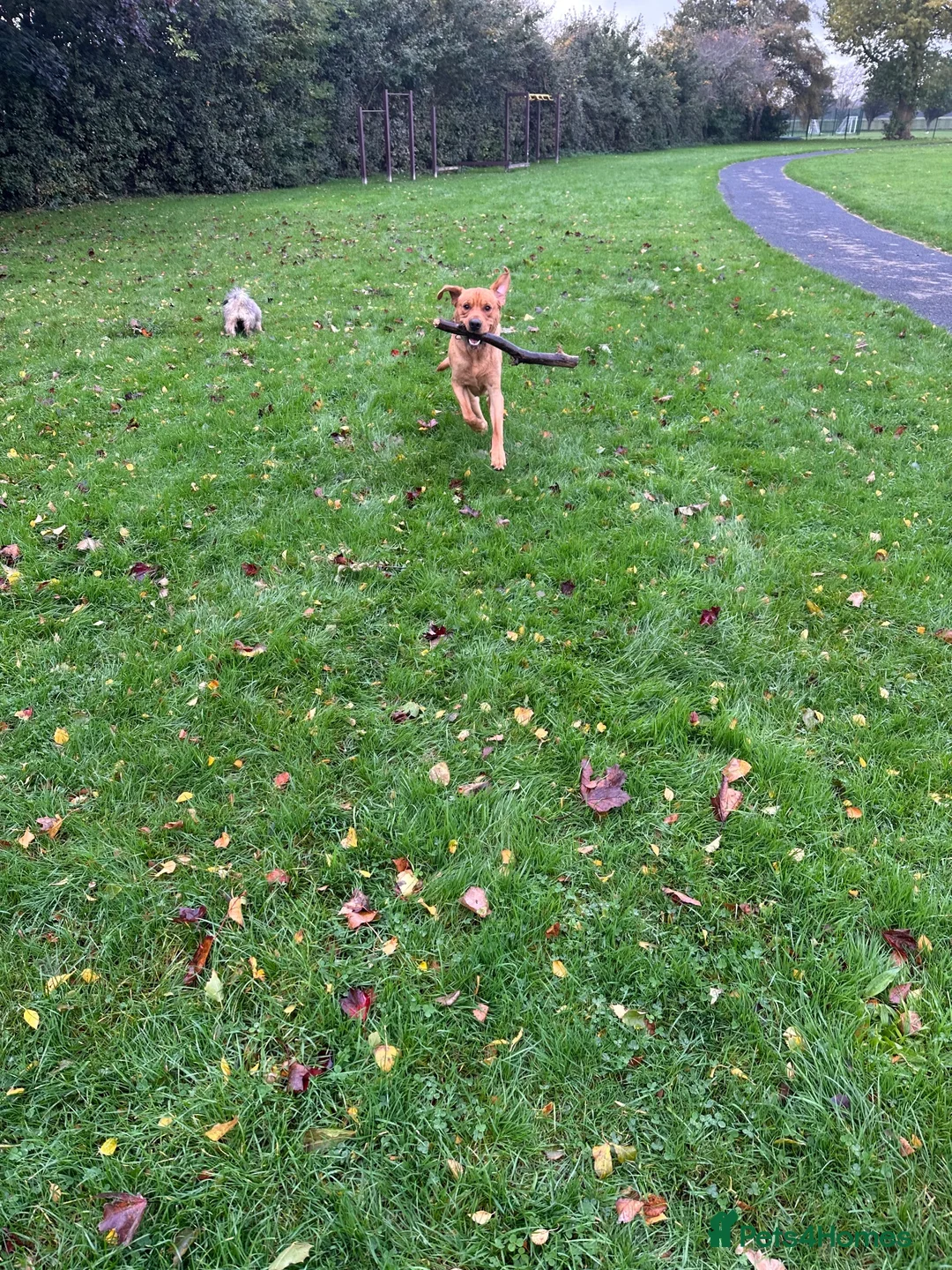 Labrador Retriever dogs for sale: 14 month old intact male labrador  in Emsworth - Advert 2