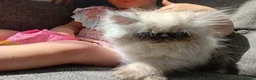 Persian cats for sale: Beautiful Persian kittens  - Advert 10