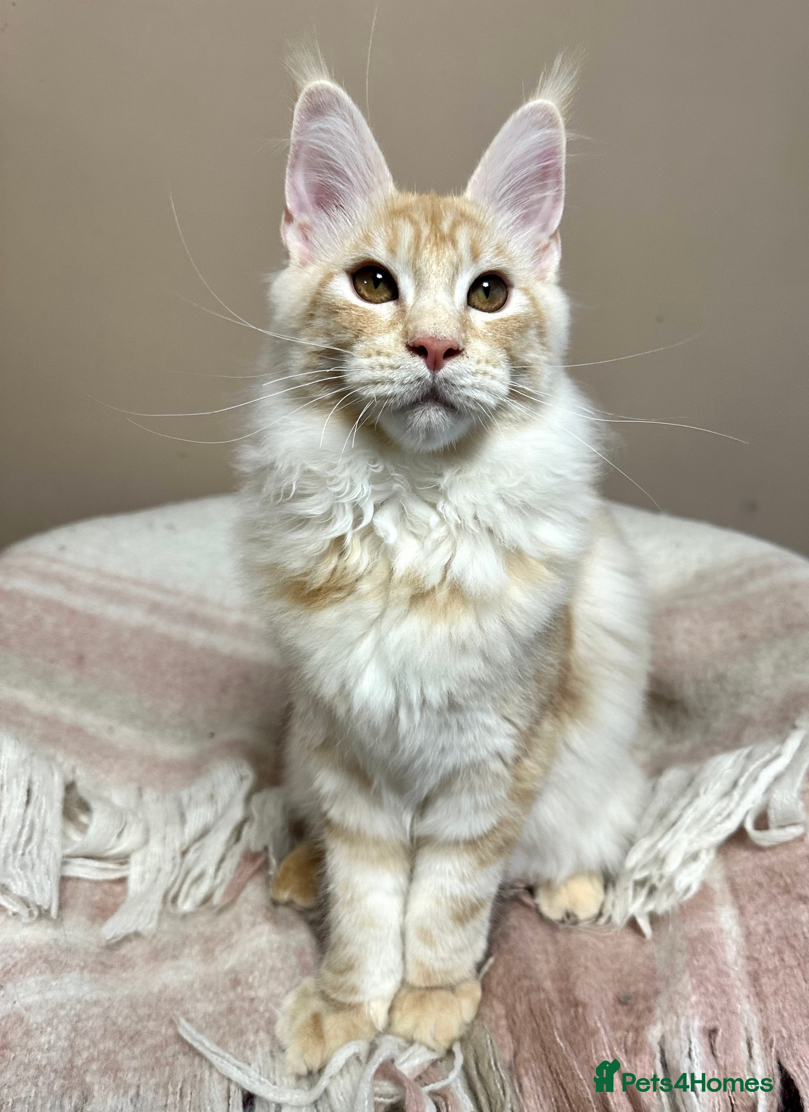 Maine Coon cats Tica Registered maine coon kitten -  - Advert 17