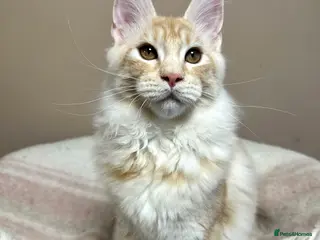 Maine Coon cats Tica Registered maine coon kitten - - Advert 16