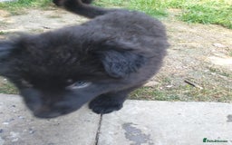 German Shepherd dogs for sale: German Shepherd pups ready end of August  - Image 26