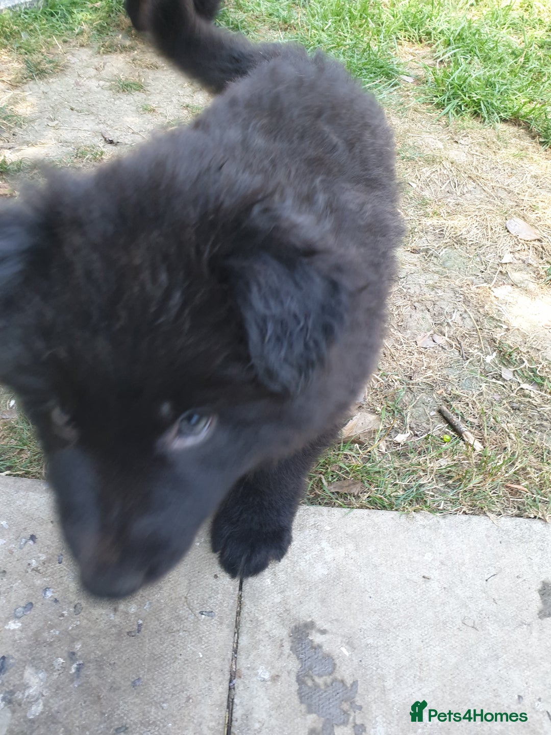German Shepherd dogs for sale: German Shepherd pups ready end of August  - Image 26