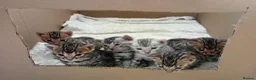 Bengal cats for sale: 5 male stunning pure breed bengal kits - Advert 7