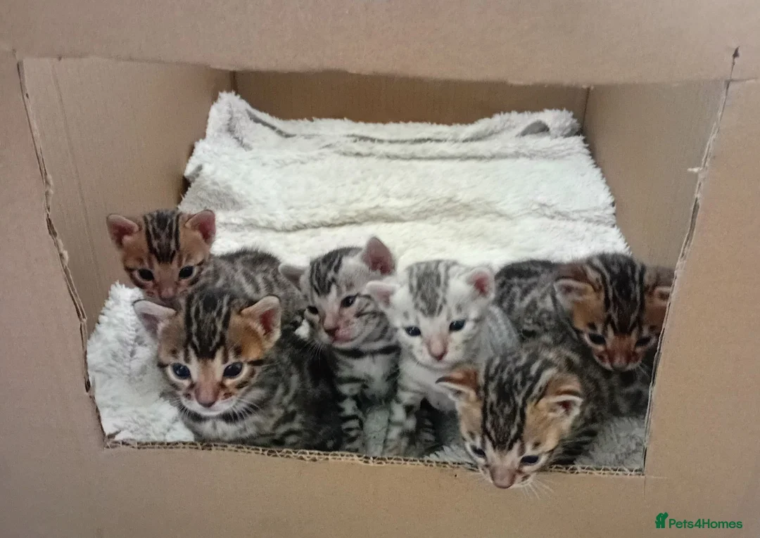 Bengal cats for sale: 5 male stunning pure breed bengal kits - Advert 7