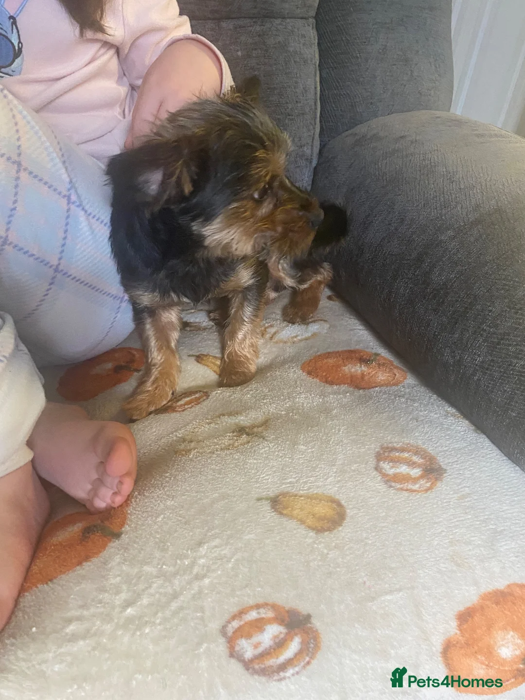Yorkshire Terrier dogs for sale: Yorkshire terrier boy  - Advert 1