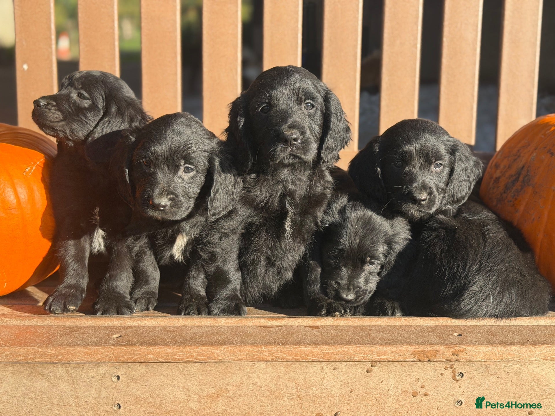 Mixed Breed dogs for sale: Golden Retriever x Springer Spaniel - Advert 1