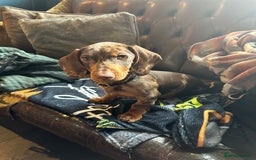 Dachshund dogs for sale: Gorgeous, playful dapple Dachshund for rehoming - Image 3