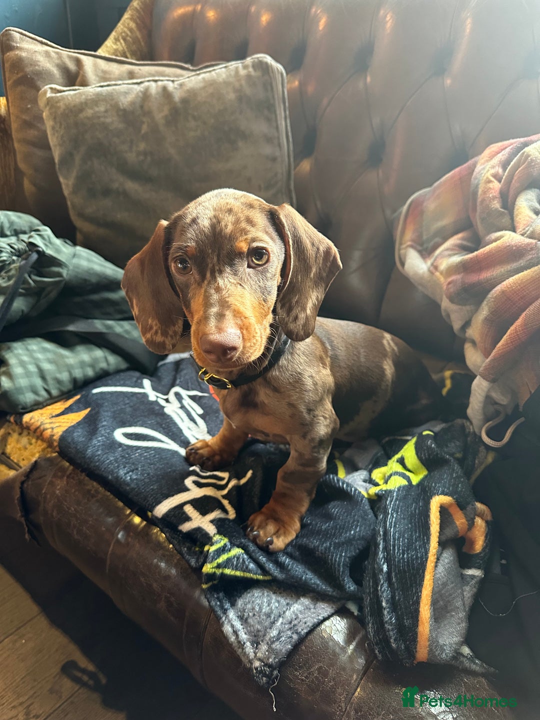 Dachshund dogs for sale: Gorgeous, playful dapple Dachshund for rehoming - Image 3