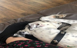 Greyhound dogs for sale: Gentle boy needing a new sofa - Image 2