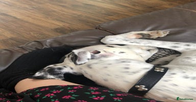 Greyhound dogs - Advert 9
