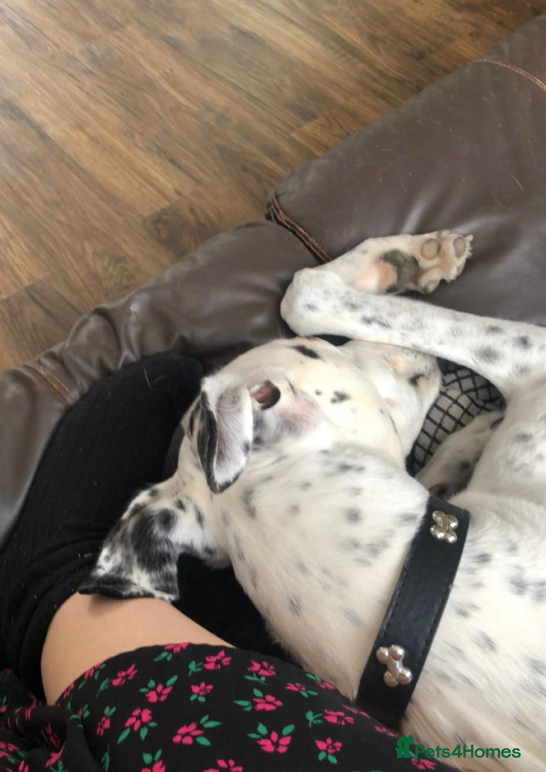 Greyhound dogs for sale: Gentle boy needing a new sofa - Image 2