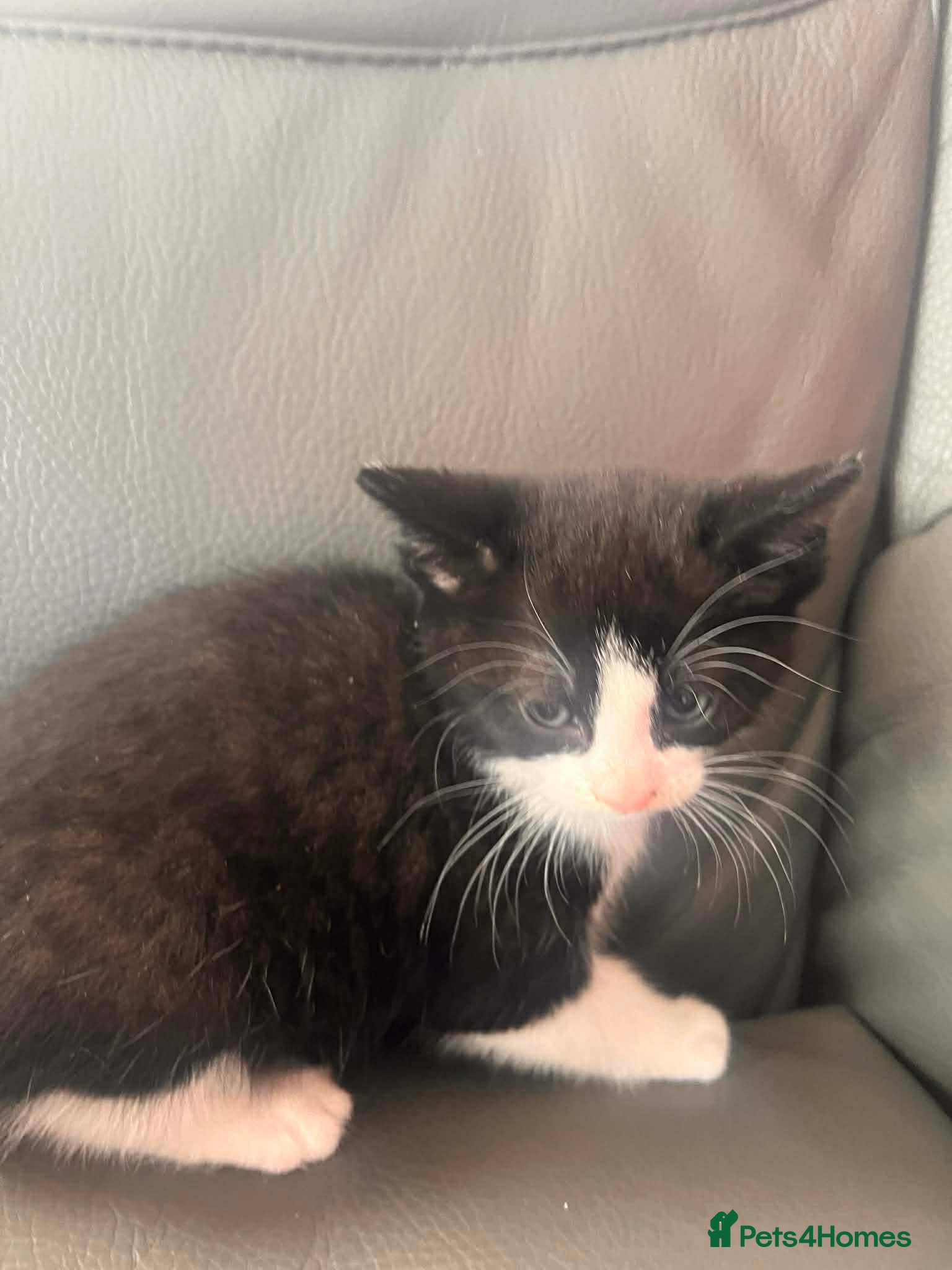 Mixed Breed cats Kittens for sale  - Advert 1