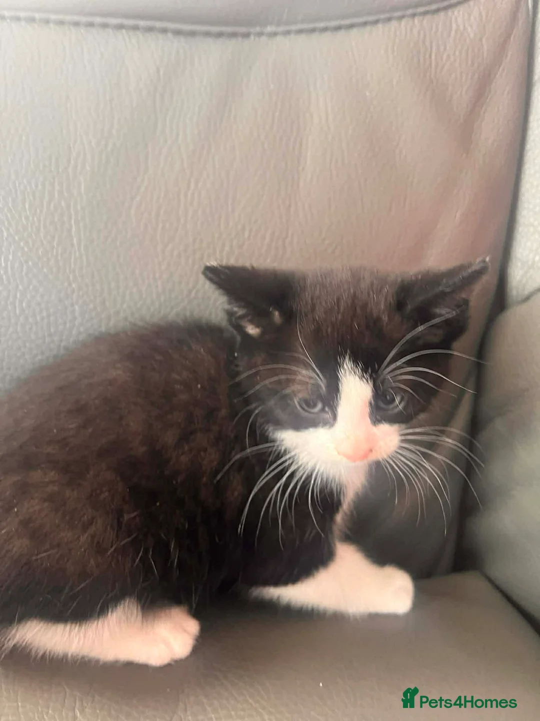 Mixed Breed cats for sale: Kittens for sale  - Advert 1