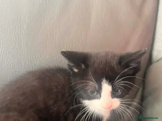 Mixed Breed cats Kittens for sale - Advert 3