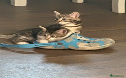 Domestic Shorthair cats for sale: 3 beautiful tabby females  - Image 11